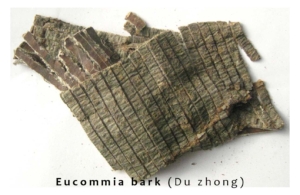 Eucommia2 Alt