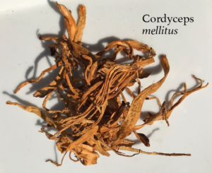 Cordyceps