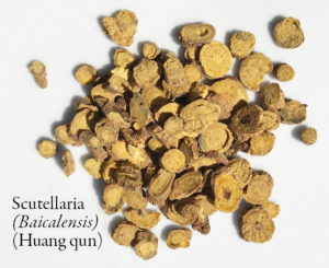 Scutellaria labeled